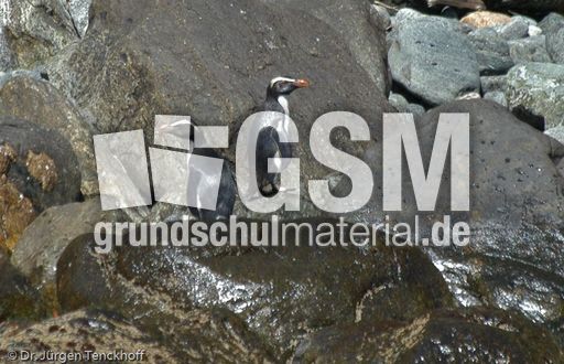 Dickschnabelpinguin (30 von 45).jpg